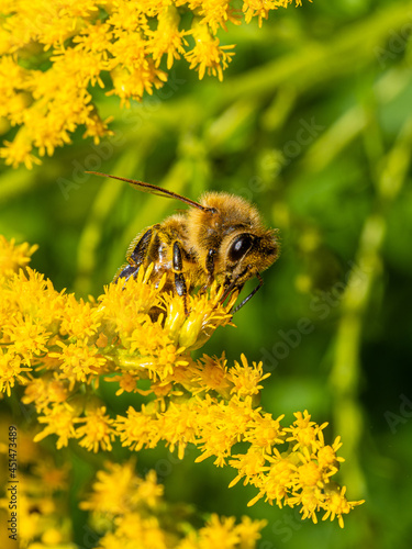 Honigbiene auf Goldrute 4 © Michael