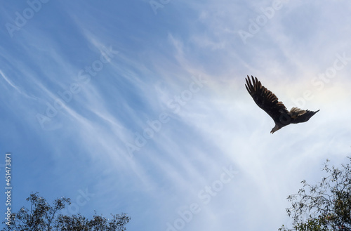 Eagle Flying in the Sky with a Rainbow Cloud in the Background with Room for Graphics
