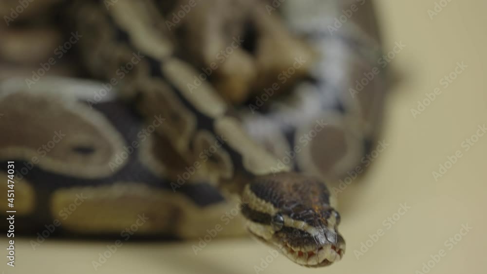 Royal Python or Python regius on wooden snag in studio against a beige background. A snake with a spotted pattern crawling and looking at the camera. Scaly reptile twisted in a curl. Close up. Royal Python or Python regius on wooden snag in studio against a beige background. A snake with a spotted pattern crawling and looking at the camera. Scaly reptile twisted in a curl. Close up.