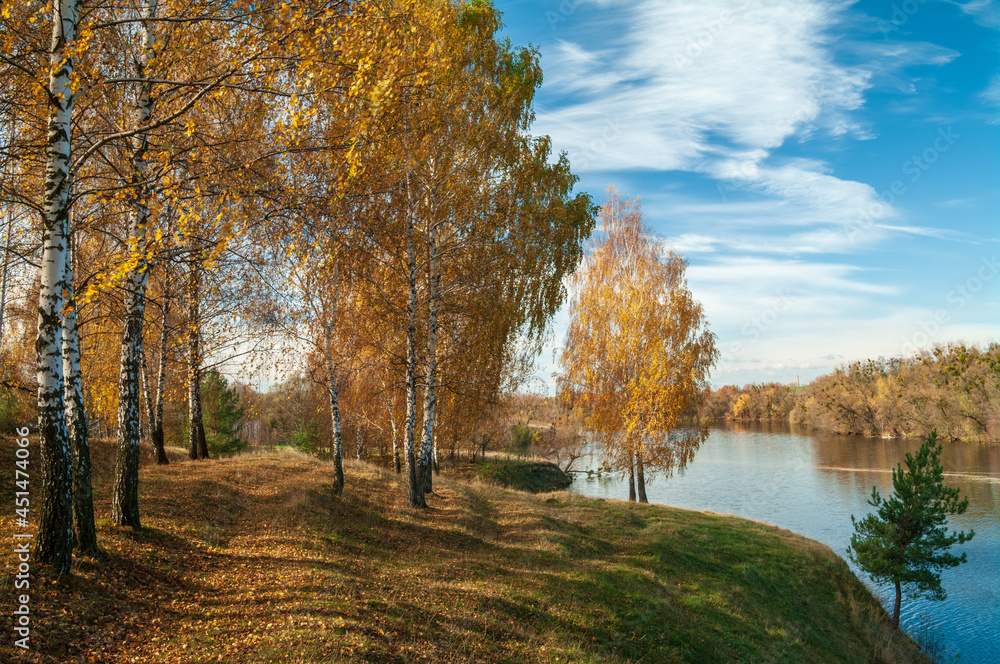 Fototapeta premium Birch grove brightly lit by sunlight on the shore. Selective focus.