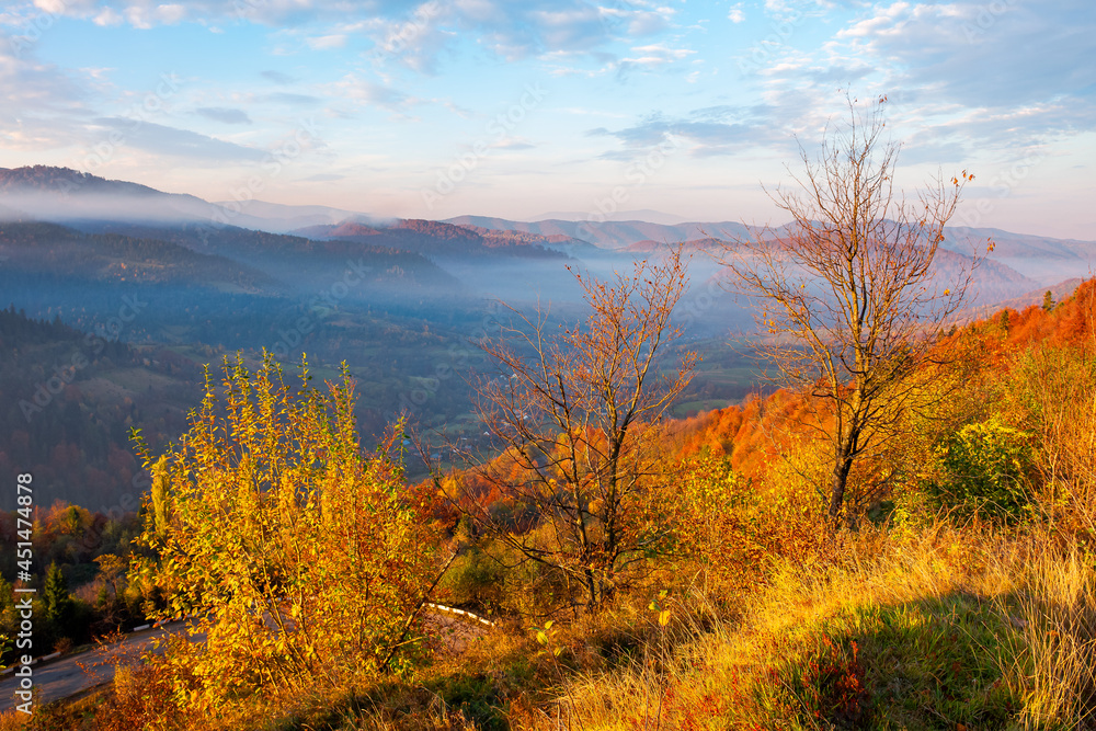 autumnal scenery with fog in the valley at sunrise. mountain landscape in morning light. trees in colorful foliage on the hill. wonderful sunny weather with clouds on the sky