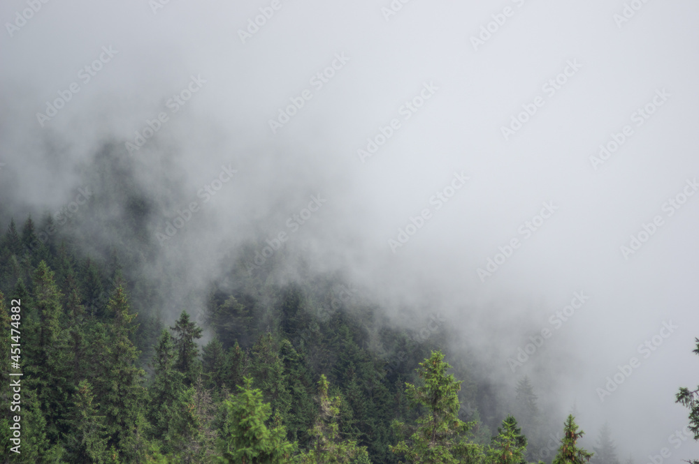 Fir forest in fog in the Carpathian mountains, summer landscape