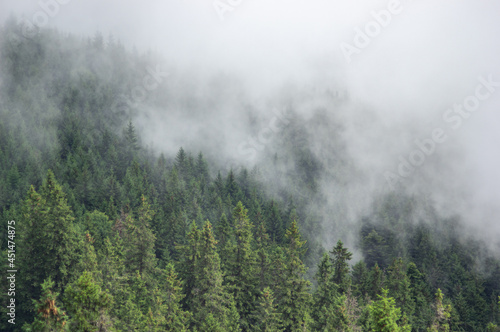 Fir forest in fog in the Carpathian mountains, summer landscape