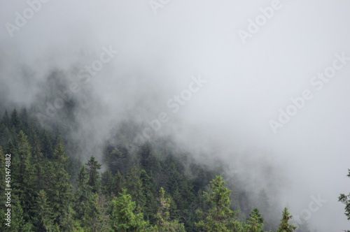 Fir forest in fog in the Carpathian mountains  summer landscape