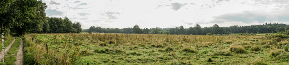 Fototapeta premium landscape with grass and sky