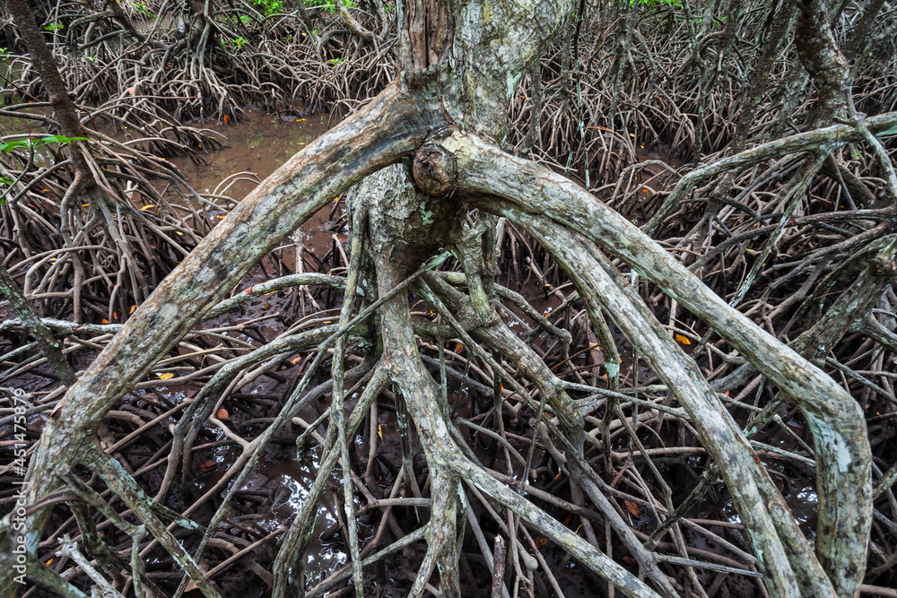 Mangrove forest near El Nido, Philippines