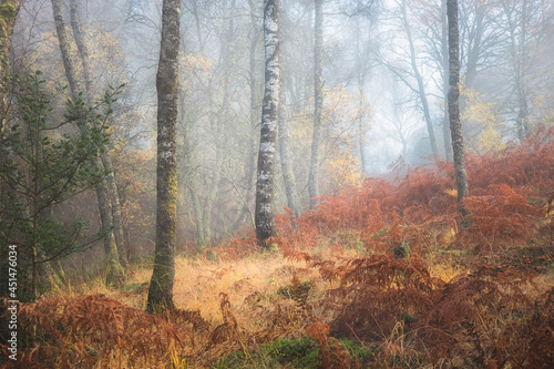 A lone silver birch tree (Betula pendula) stands out in a misty woodland surrounded by tall bracken at Little Druim Wood in Scotland during autumn. photo
