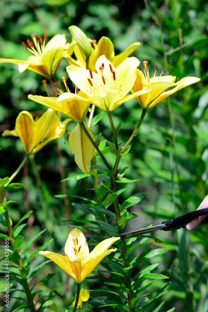Obraz premium cut yellow lily flowers for a bouquet