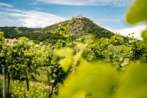 Billede på lærred Vineyards, castle Devicky, Palava, Moravia region, Czech Republic