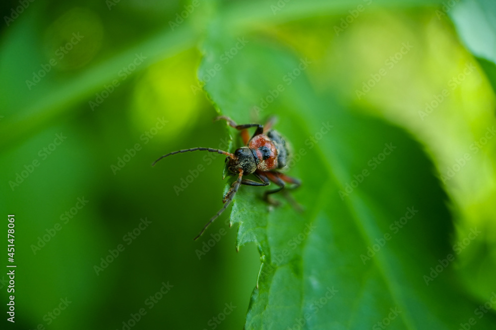 bug on leaf bug on leaf