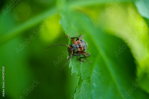 bug on leaf © PlanckPhotos