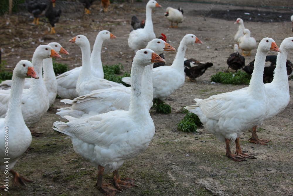 Geese in a country yard. Free range poultry farming