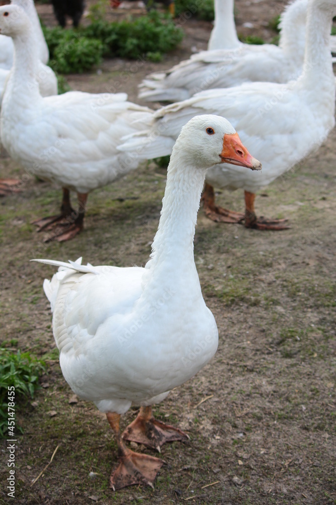 Geese in a country yard. Free range poultry farming Geese in a country yard. Free range poultry farming