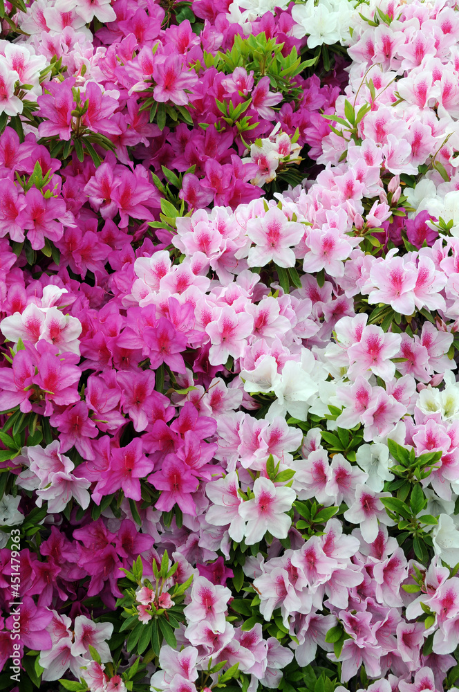 ツツジ 花模様 ツツジ 花模様