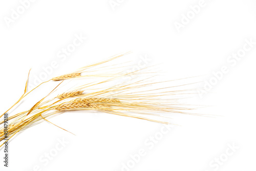 Ripe wheat spikelets on on white background. Wheat is golden in color and light and dark beige tones. Harvesting concept.