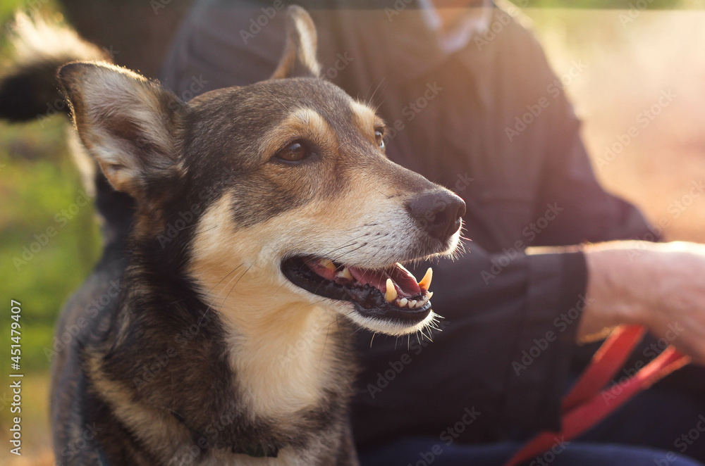Obraz premium happy muzzle of a dog sitting next to the owner, surrounded by the blurry rays of a sunny sunset 