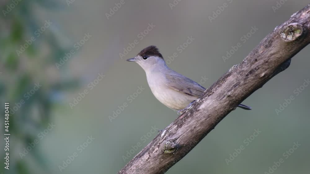 Eurasian Blackcap Sylvia atricapilla in the wild. Eurasian Blackcap Sylvia atricapilla in the wild.