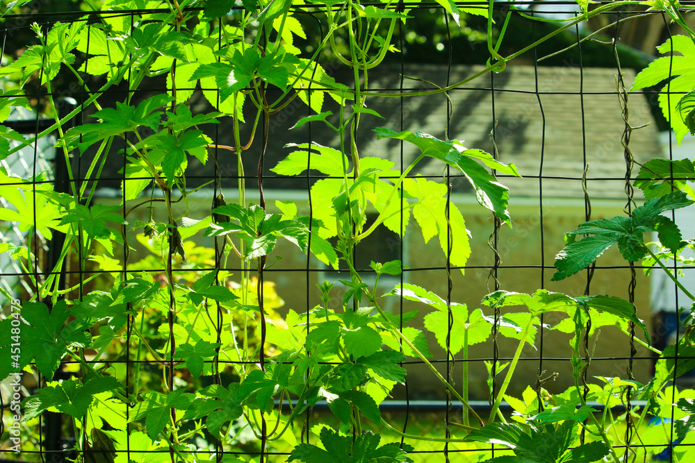 Naklejka premium Green peas pods with green leaves on a gray metal mesh