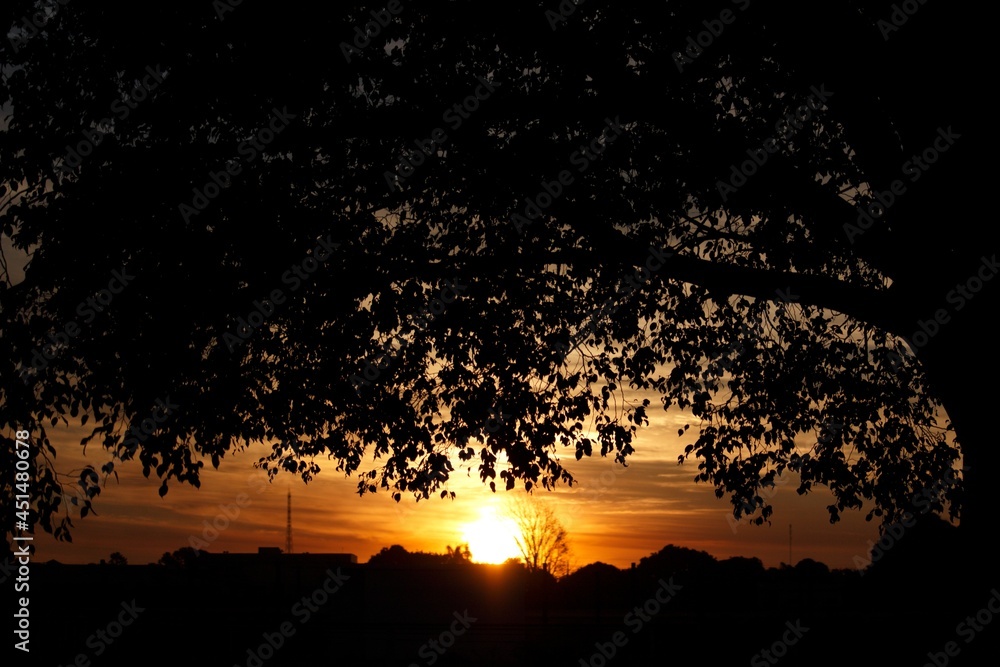 sunset with tree sunset with tree