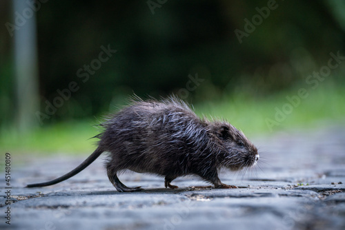 Fototapeta Naklejka Na Ścianę i Meble -  Small gray rat walking on  a street