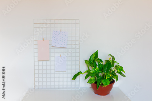 Money Plant in a brown vase against the white wall. Urban Jungle concept. Interior decoration.