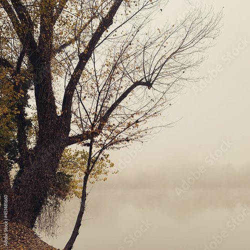Trees on the lake