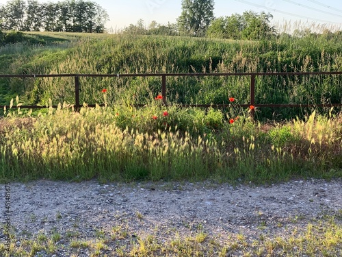 Italian Countryside with red flowes