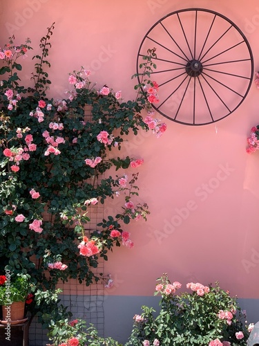 Pink wall with roses