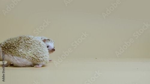 Two African whitebellied hedgehogs sniff and look around in studio on white background. Portrait of exotic predators. Spiny mammals with needles. Wild wildlife. Close up. Slow motion. photo