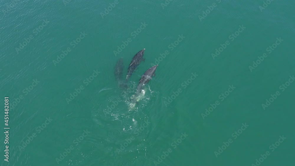 A Pod of Wild Dolphins and a Calf in the Ocean A Pod of Wild Dolphins and a Calf in the Ocean
