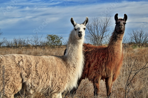 Llamas