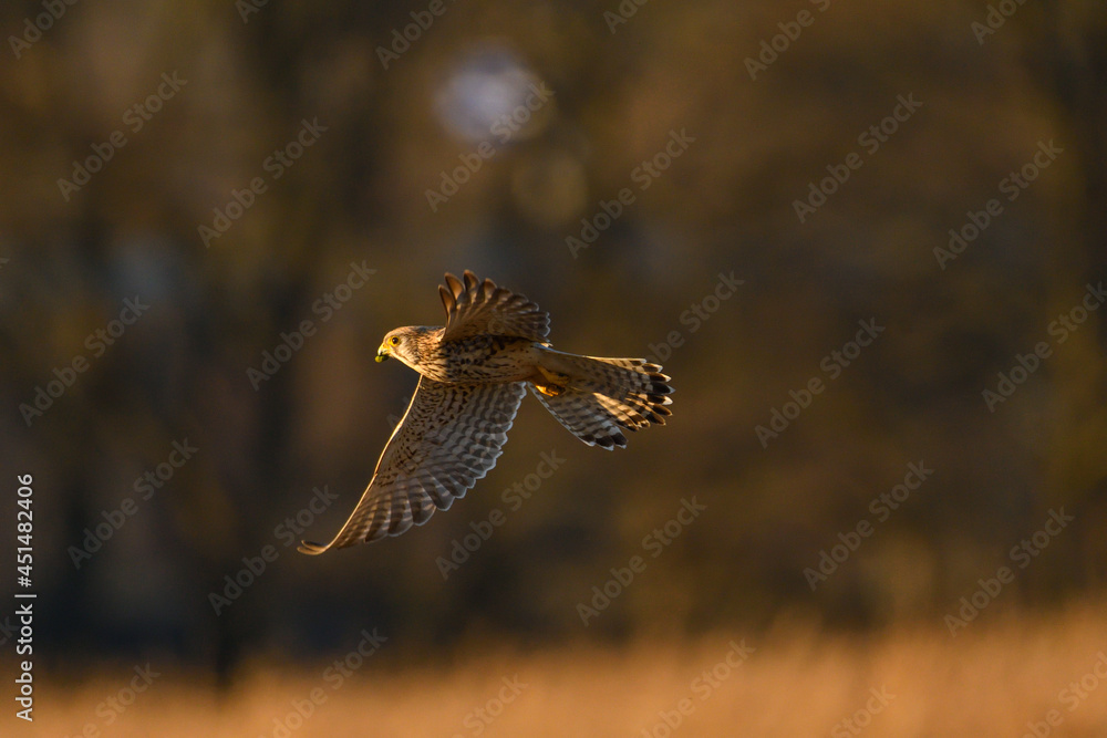 Fototapeta premium Turmfalke