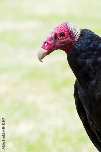 The turkey condor outside with a light background - portrait.