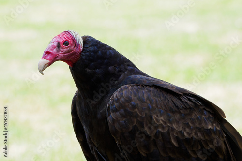 The turkey condor outside with a light background - portrait.
