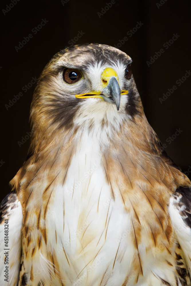 Obraz premium Portrait of a red-tailed buzzard with a dark background.