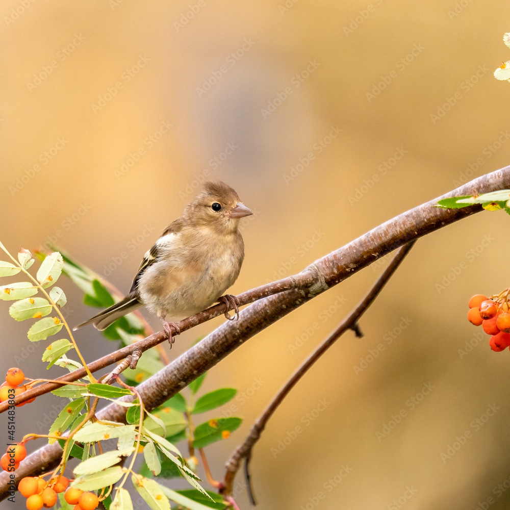 Obraz premium Common chaffinch female in the tree