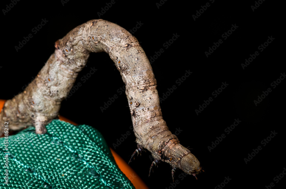 Fototapeta premium Inch Worm