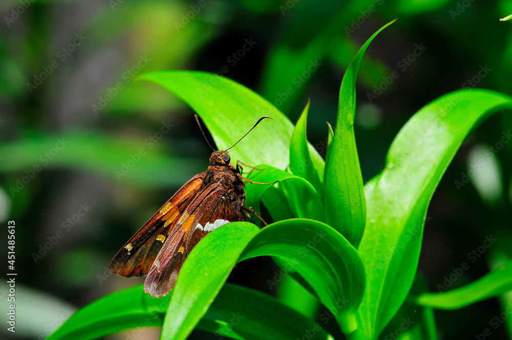 Fototapeta premium Moth on Green Plant