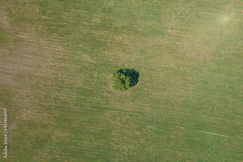 Lonely oak in the field	
