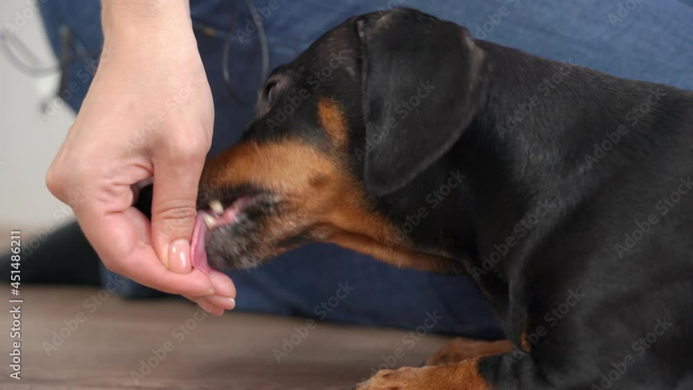 Hungry dachshund dog tries to get dried food hidden in hand of owner with its teeth, close up. Handler does not allow pet to eat treat without permission Hungry dachshund dog tries to get dried food hidden in hand of owner with its teeth, close up. Handler does not allow pet to eat treat without permission