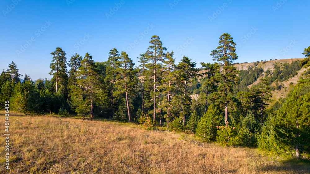 Mountain forest with pine trees. Aerial view of green forests. Birds eye view use the drone in morning bright sunlight.. Mountain forest with pine trees. Aerial view of green forests. Birds eye view use the drone in morning bright sunlight..
