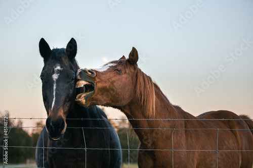 Fotografía Horse being obnoxious to another
