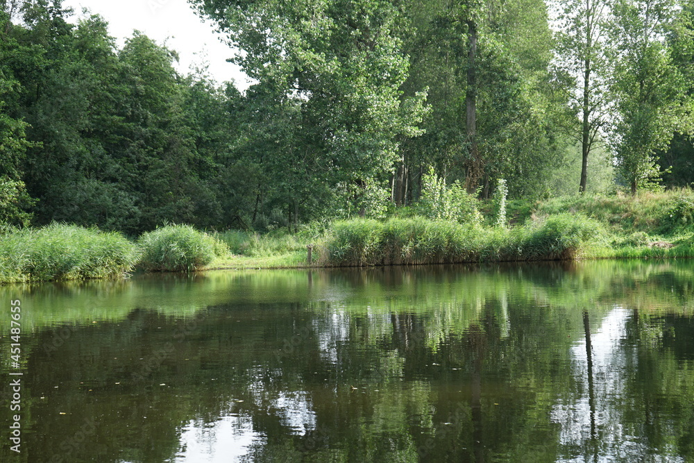 lake in the forest