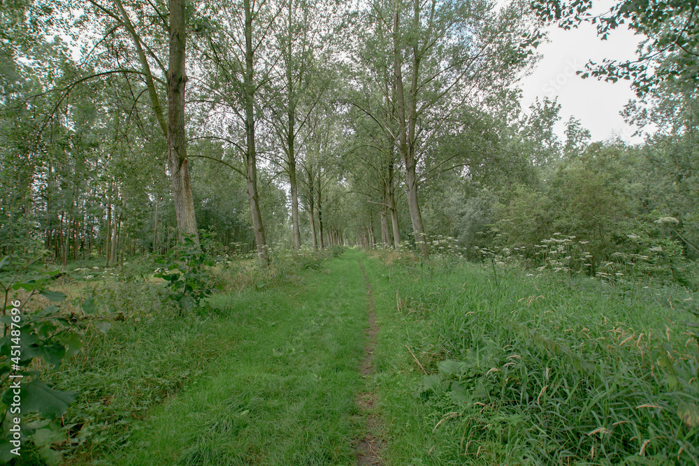path in the woods path in the woods