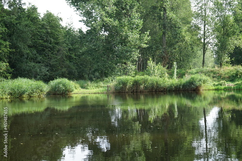 lake in the forest