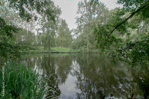 reflection of trees in the water