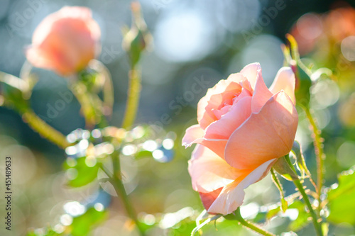 薔薇