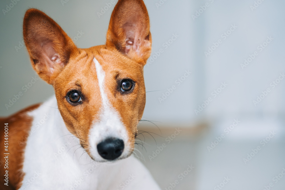 Portrait of red white basenji dog in the kitchen, looking on camera, copy space. Portrait of red white basenji dog in the kitchen, looking on camera, copy space.