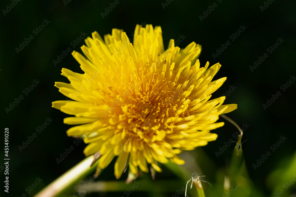 Beautiful summer yellow flower. Macro shooting