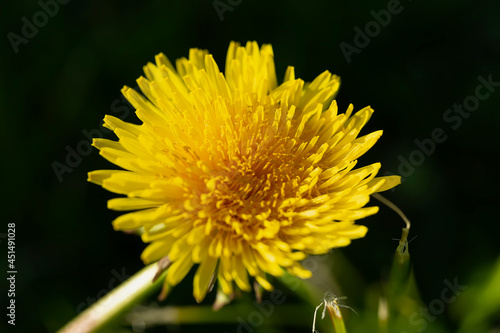 Beautiful summer yellow flower. Macro shooting